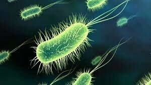 Descubrimiento protozoos y "animáculos"