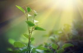 Bases del concepto de fotosíntesis