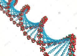 Estructura de doble hélice del ADN