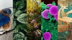 Clasificación de los seres vivos en 5 reinos