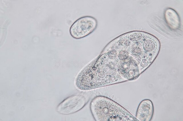 Organismes unicel·lulars