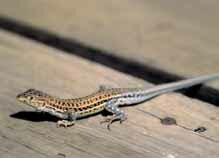 Organismes pluricel·lulars