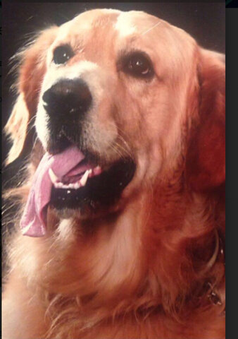 La mort del meu gos *toper