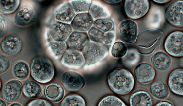 Organismes pluricel·lulars