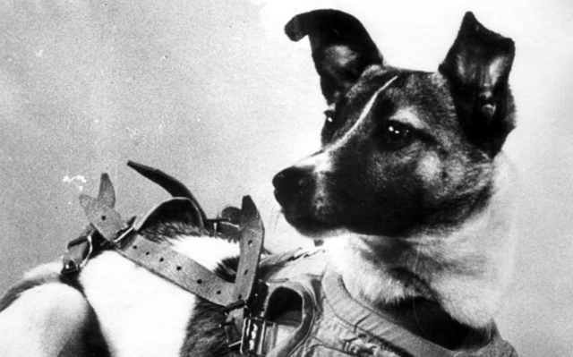 Laika, la perra astronauta