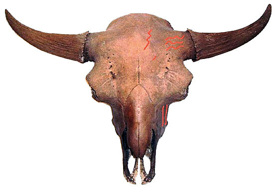 Cooper Bison Skull