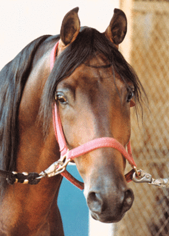 Tried out Horseback Riding for The First Time