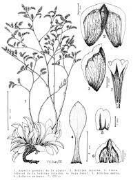 1788 Catedra de Botanica