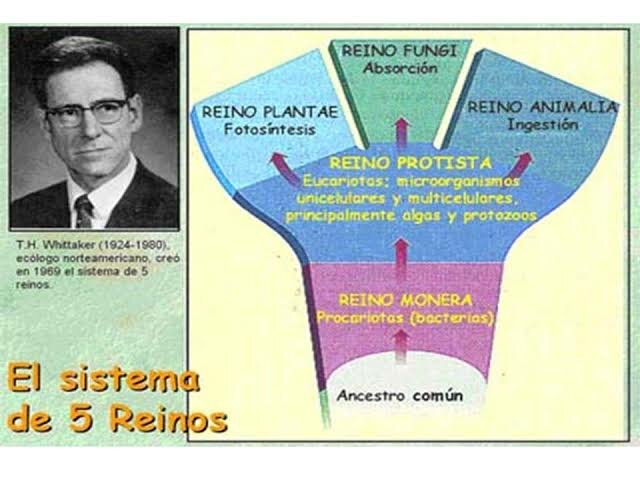 Robert ajardine Whittaker