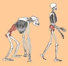 Grandes Cambios en el esqueleto