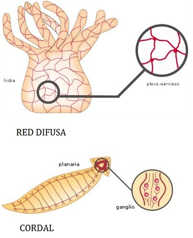 Tipos de sistema nervioso primitivos