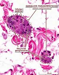 Ganglios nerviosos