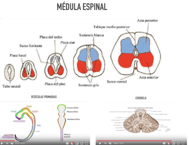 Médula espinal (Desarrollo)
