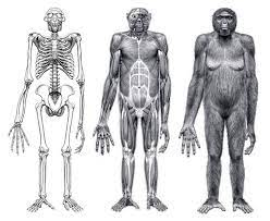 Ardipithecus ramidus