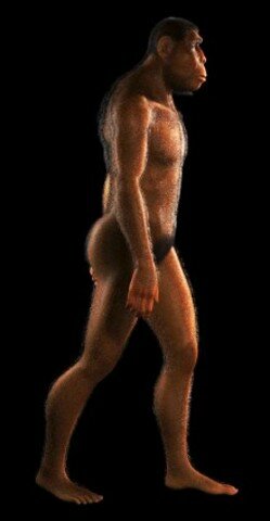 1.8 millones y 300 mil años AC / Homo erectus