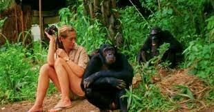 Investigación sobre los Chimpancés