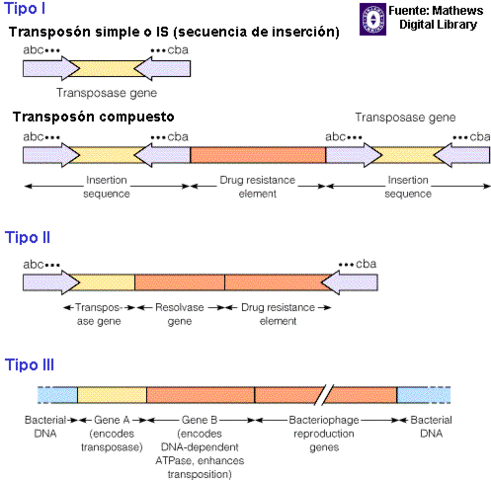 Elementos genéticos