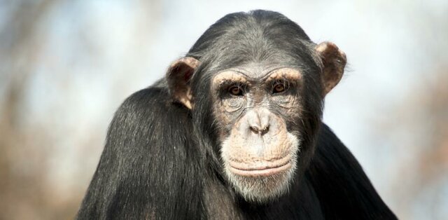 Los Chimpancés en África