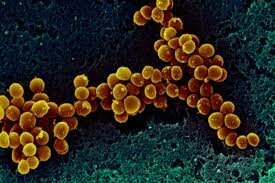 Primeras formas de vida