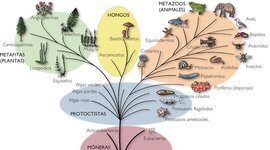 Timeline: Evolución árbol filogenético