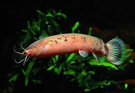 Primera aparición de la electricidad