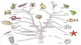 Timeline: El árbol filogenético