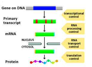 Regulación de la expresión génica de McClintock