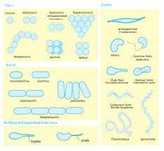 Genética de los microorganismos
