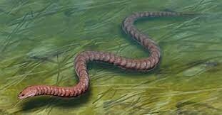 CARBONIFEROUS PERIOD