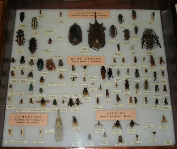 Colecciones biológicas