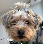 J'ai eu un petit chien