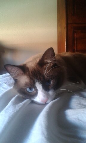 Quan vaig adoptar al meu gat Leo