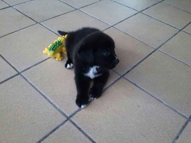 Quan vaig a adoptar a la meua gossa Noa