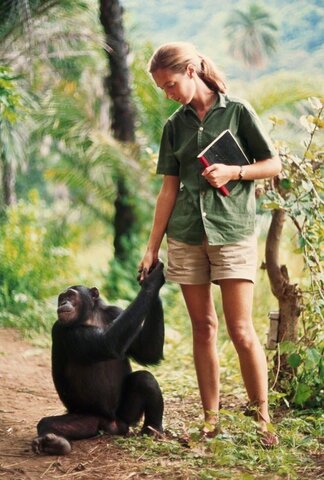 Estudio de los chimpancés de Jane Goodall
