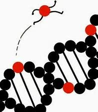 Barbara McClintock: Genes saltarines.