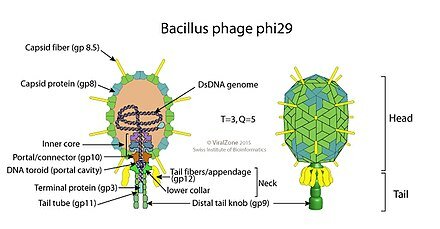 ADN polimerasa de Margarita Salas