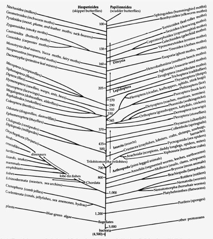 Arbol evolutivo de los animales