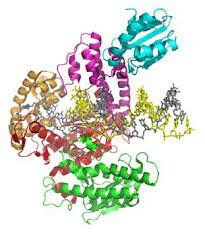 ADN polimerasa phi29.