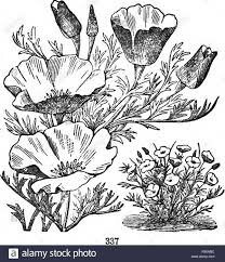 la nueva sistemática botánica