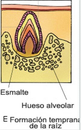 Formación del patrón radicular