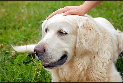 Image : élément 11