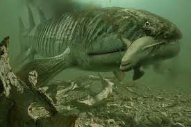 La evolución de las criaturas acuáticas en el periodo devónico.