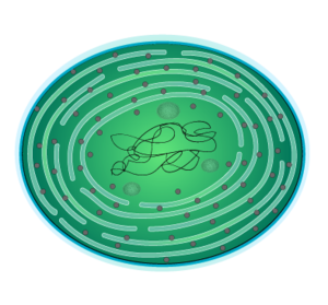 Proliferació dels Cianobacteris