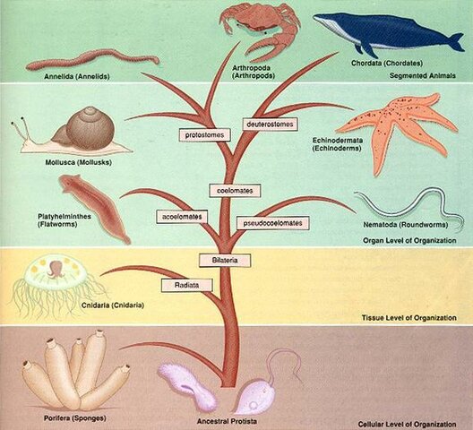 All major animal phyla started appearing in the fossil record.