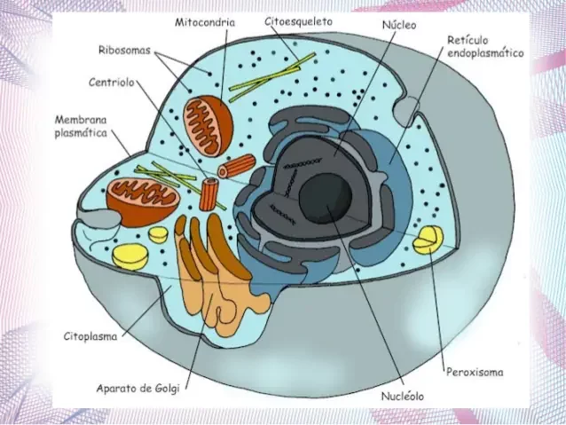 Aparició primera cel·lula eucariota