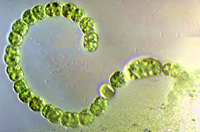 Primera cèl·lula autòtrofa