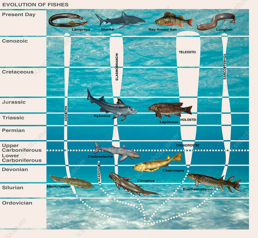 Possibly the most remarkable biological event during the Silurian was the evolution and diversification of fish.