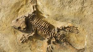 During the Devonian, two major animal groups colonized the land.