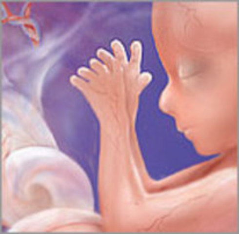 16 WEEKS OF PREGNACY