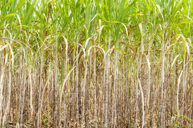 Plantaciones Azucareras